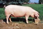 German Landrace | Pig | Pig Breeds